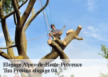 Elagage 04 Alpes-de-Haute-Provence  Tim Provins elagage 04