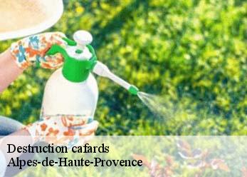 Destruction cafards Alpes-de-Haute-Provence 