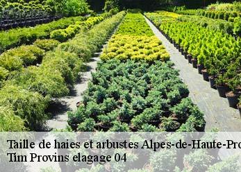 Taille de haies et arbustes 04 Alpes-de-Haute-Provence  Tim Provins elagage 04