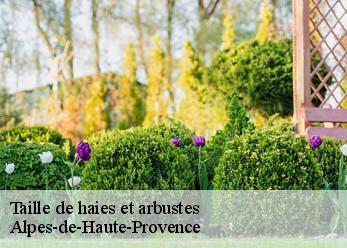 Taille de haies et arbustes Alpes-de-Haute-Provence 