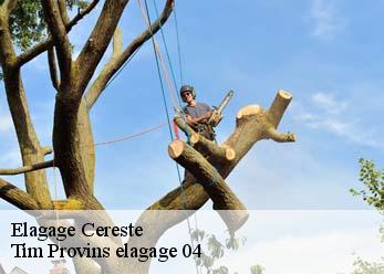 Elagage cereste-04280 Tim Provins elagage 04