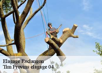 Elagage esclangon-04000 Tim Provins elagage 04