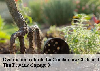 Destruction cafards la-condamine-chatelard-04530 Tim Provins elagage 04