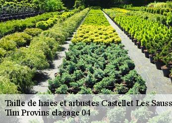 Taille de haies et arbustes castellet-les-sausses-04320 Tim Provins elagage 04