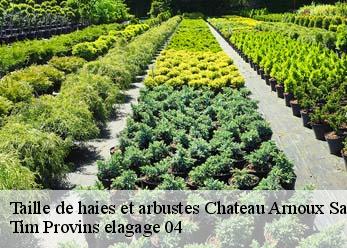 Taille de haies et arbustes  chateau-arnoux-saint-auban-04160 Tim Provins elagage 04