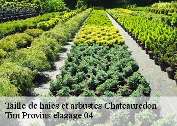 Taille de haies et arbustes  chateauredon-04270 Tim Provins elagage 04