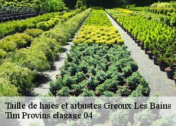 Taille de haies et arbustes  greoux-les-bains-04800 Tim Provins elagage 04