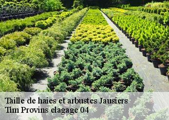 Taille de haies et arbustes jausiers-04850 Tim Provins elagage 04