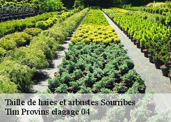 Taille de haies et arbustes sourribes-04290 Tim Provins elagage 04