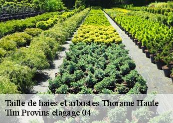 Taille de haies et arbustes  thorame-haute-04170 Tim Provins elagage 04