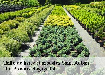 Taille de haies et arbustes saint-auban-04600 Tim Provins elagage 04